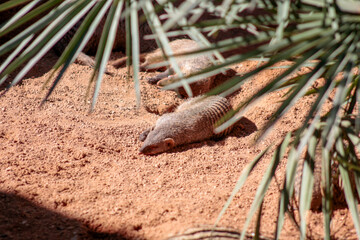 Animals in the wild from Bioparc (Valencia, Spain)
