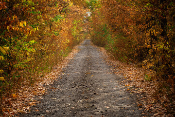 A road, an old road in the autumn forest. Autumn alley. Selective focus.