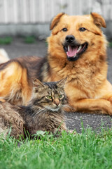 Cat and dog lie together in the garden on the alley
