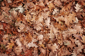 Autumn, autumn yellow leaves, oak leaves. Selective focus.