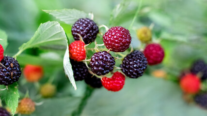 Cumberland black raspberry berries in the garden during ripening