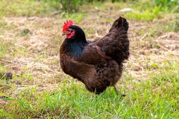 Black chicken walks in the garden on the grass