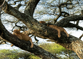Fototapeta na wymiar The lion (Panthera leo) juveniles resting in a tree in Serengeti, Tanzania.