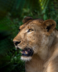 Obraz na płótnie Canvas Lioness profile inTarangire National Parkk, Tanzania