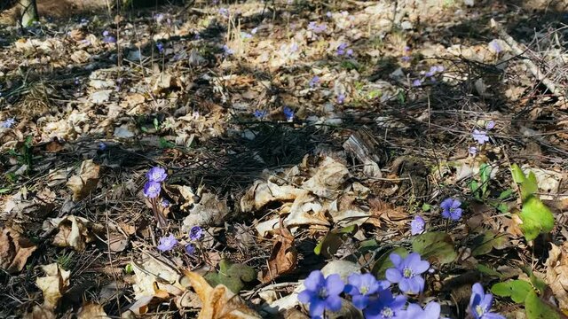Blue spring flowers,the first forest flowers bloom in the spring of Hepatica Nobilis