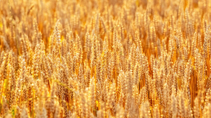 Fototapeta premium Summer background with ears of wheat in the field, growing wheat