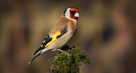 Der Stieglitz - Distelfink  