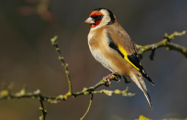Der Stieglitz - Distelfink  