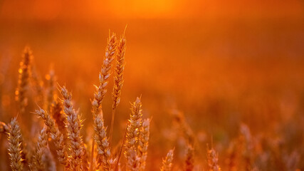 Spikelets of wheat in the field at sunset in bright red tones © Volodymyr
