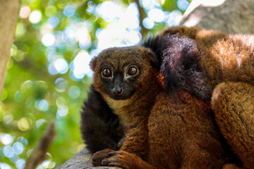 Animals in the wild from Bioparc (Valencia, Spain)