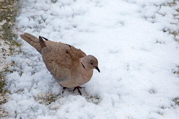 beautiful dove (Streptopelia decaocto)  looking for food into the snow 