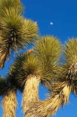 Joshua Tree, Joshua Tree National Park, California.