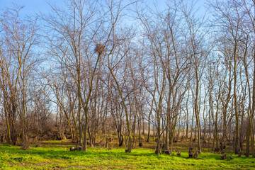 Obraz premium Leafless trees in a spring forest with green grass on a sunny day. Seasons