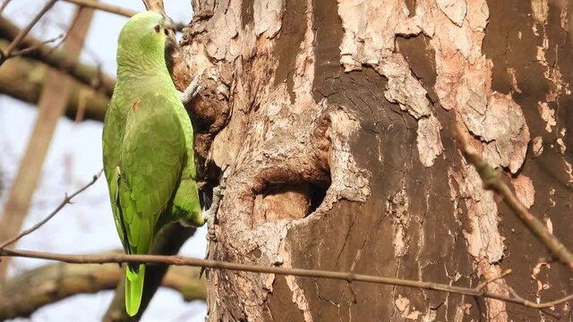 Gelbscheitelamazone&nbsp;(Amazona ochrocephala) in Wiesbaden im Schlosspark Biebrich