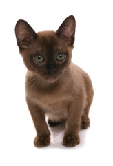 brown burmese kitten