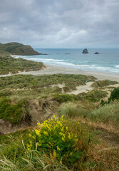 New Zealand's Otago Peninsula. Sanfly beach and Pacific Coast.
