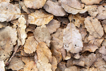 Autumn landscape. Frame dry leaf background.