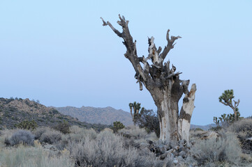 Joshua Tree, Joshua Tree National Park, California.