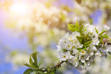 blossoming branch of a cherry. spring awakening of nature. selective focus, space for text