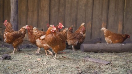 Chickens walking in the wild. Chickens are walking around the spring farm.