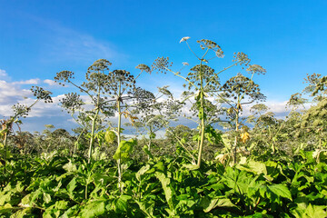 Thickets of Sosnovsky hogweed in the field. The plant contains the intense toxic allergen...