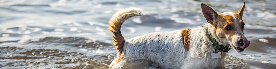 Dog at sea