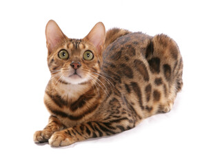 Rosetted Bengal Cat