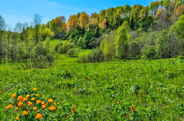 Fototapeta na wymiar Bright orange wild flowers on the flowering spring meadow . Globe-flowers (Trollius asiaticus) on background of forest on hill with colorful young leaves. Beautiful spring rural landscape