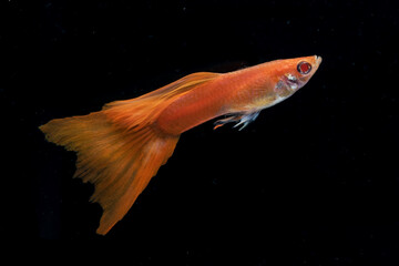 Colorful guppy fishes in black background