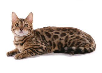 Rosetted Bengal Cat