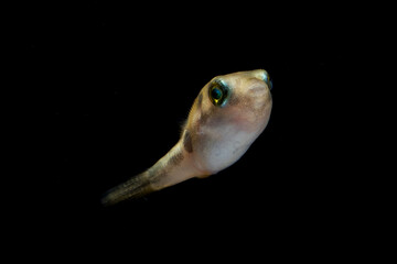 Freshwater pufferfish (Tetraodontidae )  in black background