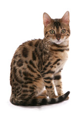 Rosetted Bengal Cat