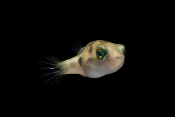 Freshwater pufferfish (Tetraodontidae )  in black background
