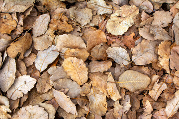 Autumn landscape. Frame dry leaf background.
