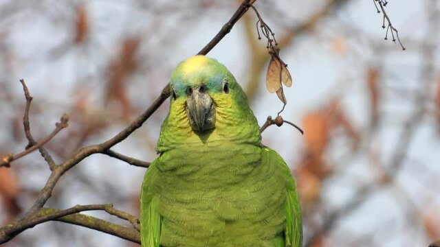 Gelbscheitelamazone&nbsp;(Amazona ochrocephala) in Wiesbaden im Schlosspark Biebrich