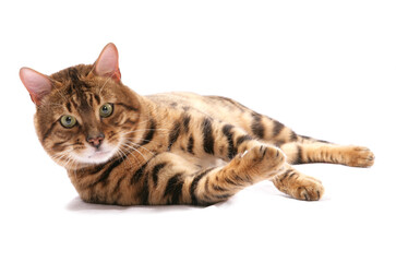 Rosetted Bengal Cat