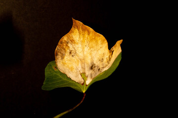 Still life, tree leaf with black tones as natural wallpaper