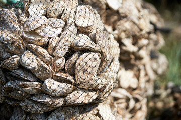 Oyster farm. Nylon packaging with lots of used oyster shells. Selective focus.
