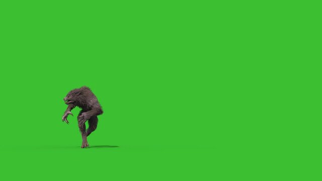 Werewolf Real Fur Green Screen Runs Front 3D Rendering Animation 4K Horror