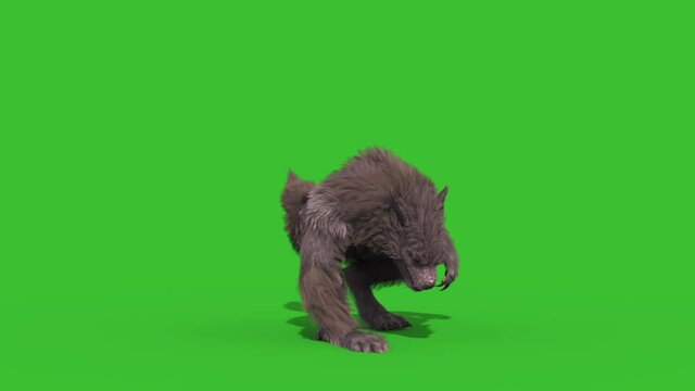 Werewolf Real Fur Green Screen Shoot Front 3D Rendering Animation 4K Horror