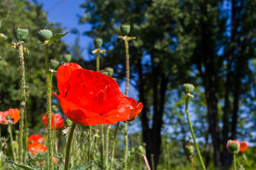Poppy flowers or papaver rhoeas poppy in garden, early spring on a warm sunny day, bright beautiful background.
