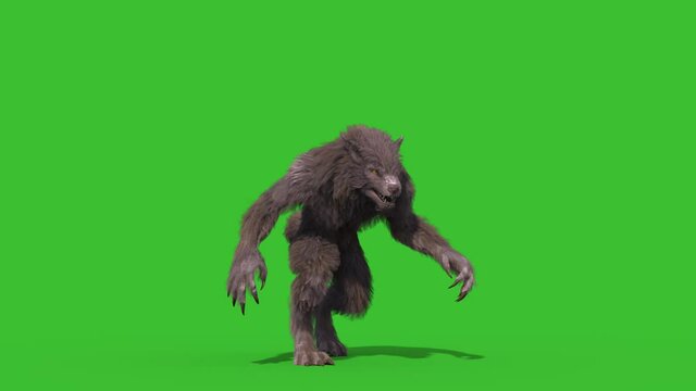 Werewolf Real Fur Green Screen Walks Front 3D Rendering Animation 4K Horror