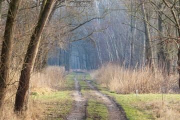Forest footpath between trees. There is fog between the trees. A forest bird pheasant is on the way.