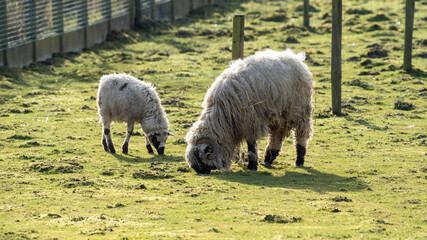 Obraz premium sheep and lambs