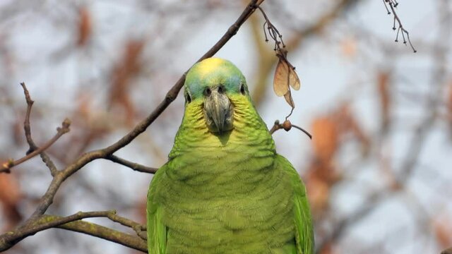 Gelbscheitelamazone&nbsp;(Amazona ochrocephala) in Wiesbaden im Schlosspark Biebrich