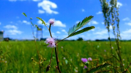 Mimosa pudica