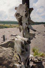 Close up of broken animal skull hanged on a pole at Mount Merapi area in Yogyakarta, Indonesia due to volcano eruption in 2010. Example of natural disaster. No people.