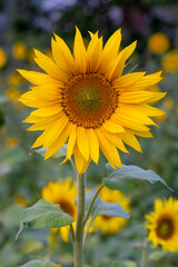 Beautiful sunflowers close up portrait view