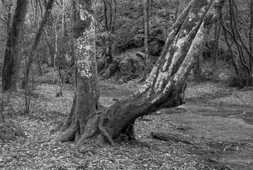 Brittany, France; February 17, 2021: black and white photo of a very strange tree in the fairy forest of Broc&eacute;liande, Tr&eacute;horenteuc in the Morbihan.

