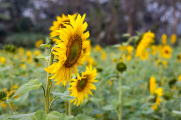Bloomed colorful sunflowers in a field close up background